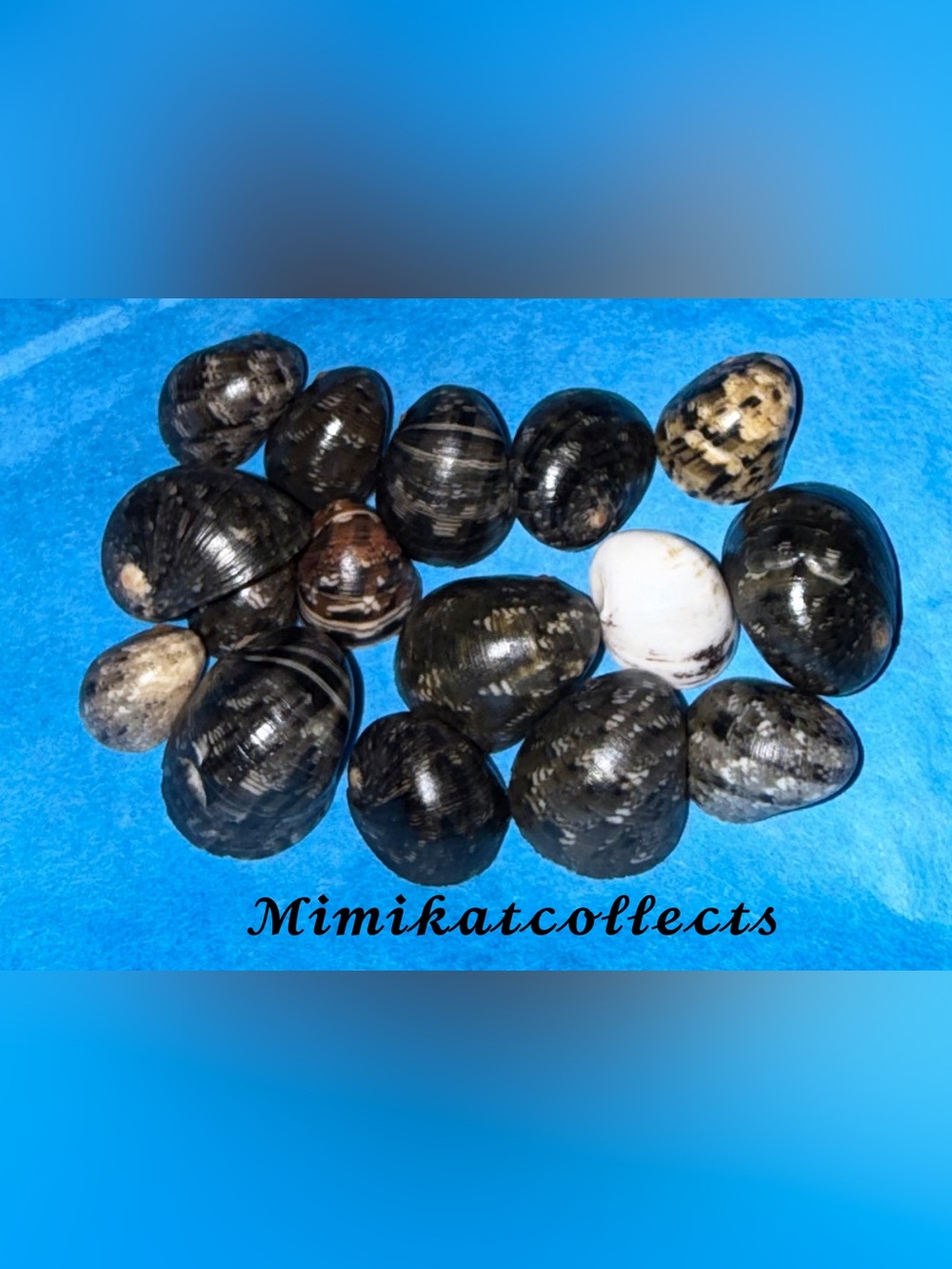 Hawaiian Assortment of Kupe’e shells (size of dime) x 15-17
